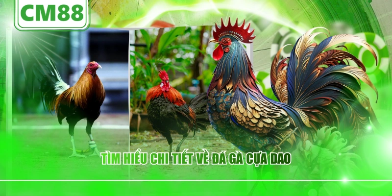 Tìm hiểu chi tiết về đá gà cựa dao