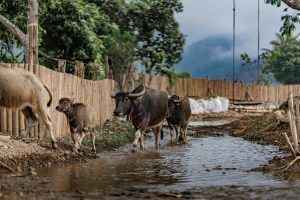 Người dùng theo dõi bảng chọn số trên điện thoại để kiểm tra vé lô trượt