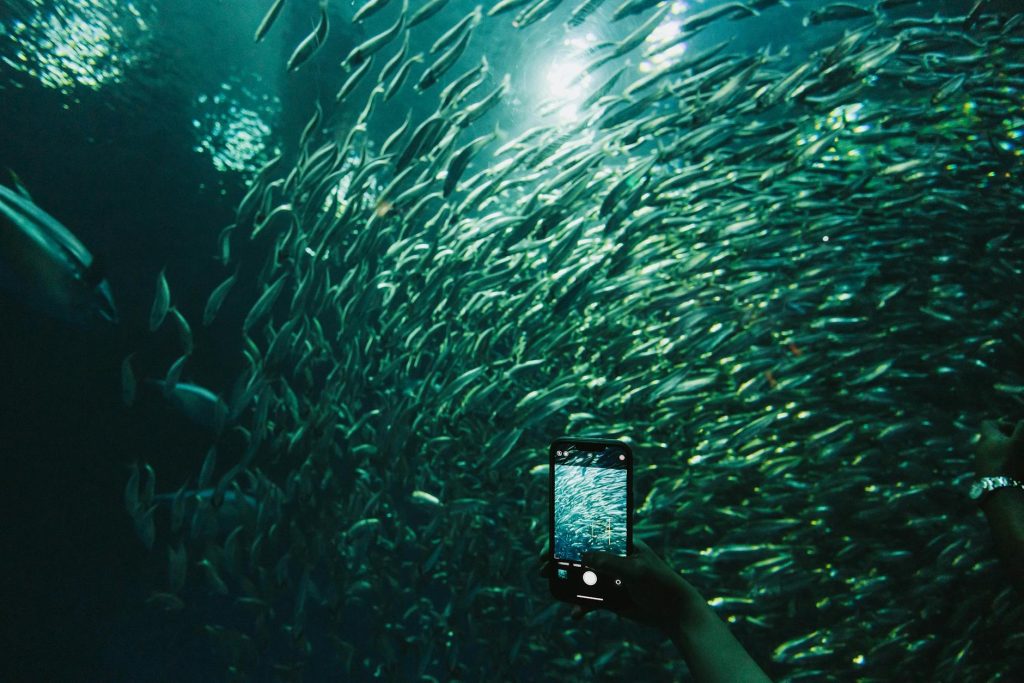 Cảnh đàn cá di chuyển dày trong game bắn cá, phù hợp minh họa mẹo chọn mục tiêu tiết kiệm đạn