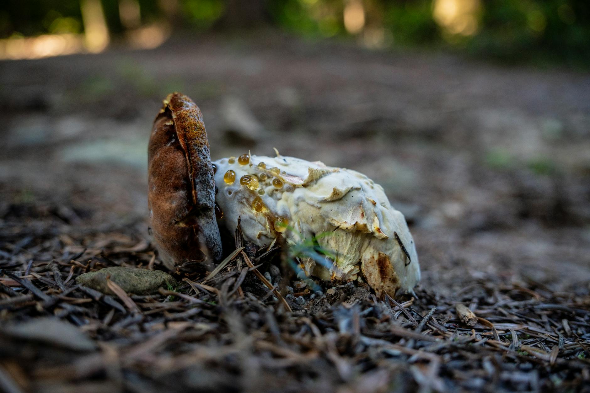 Các lá bài tiến lên được sắp xếp theo đôi, sảnh và bài lẻ