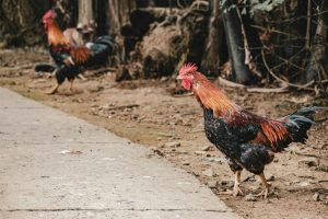 Hai con gà chọi đứng đối diện trong khung cảnh tự nhiên, không có yếu tố bạo lực