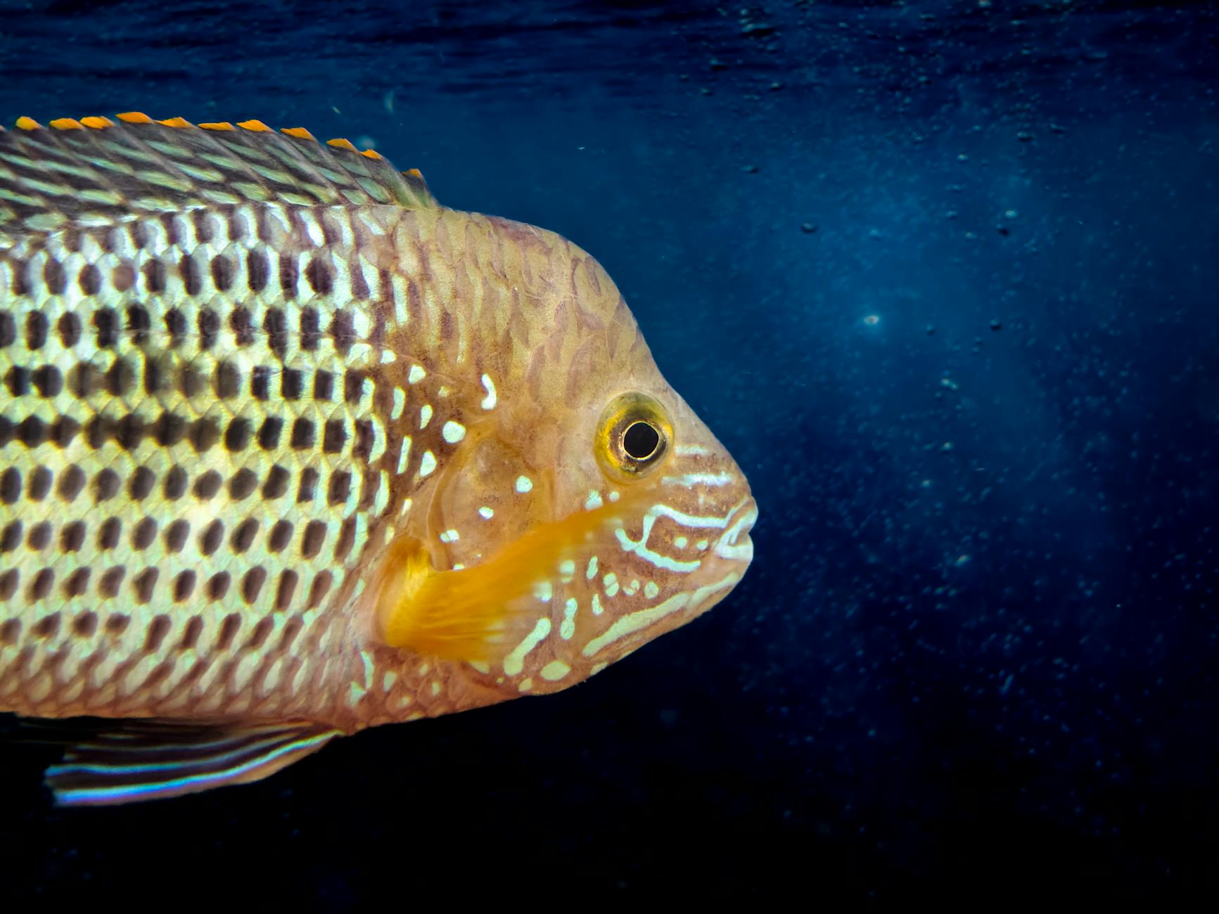 Màn chơi bắn cá có boss lớn di chuyển giữa đàn cá nhỏ, phù hợp minh họa chiến thuật bắn kèm mục tiêu phụ