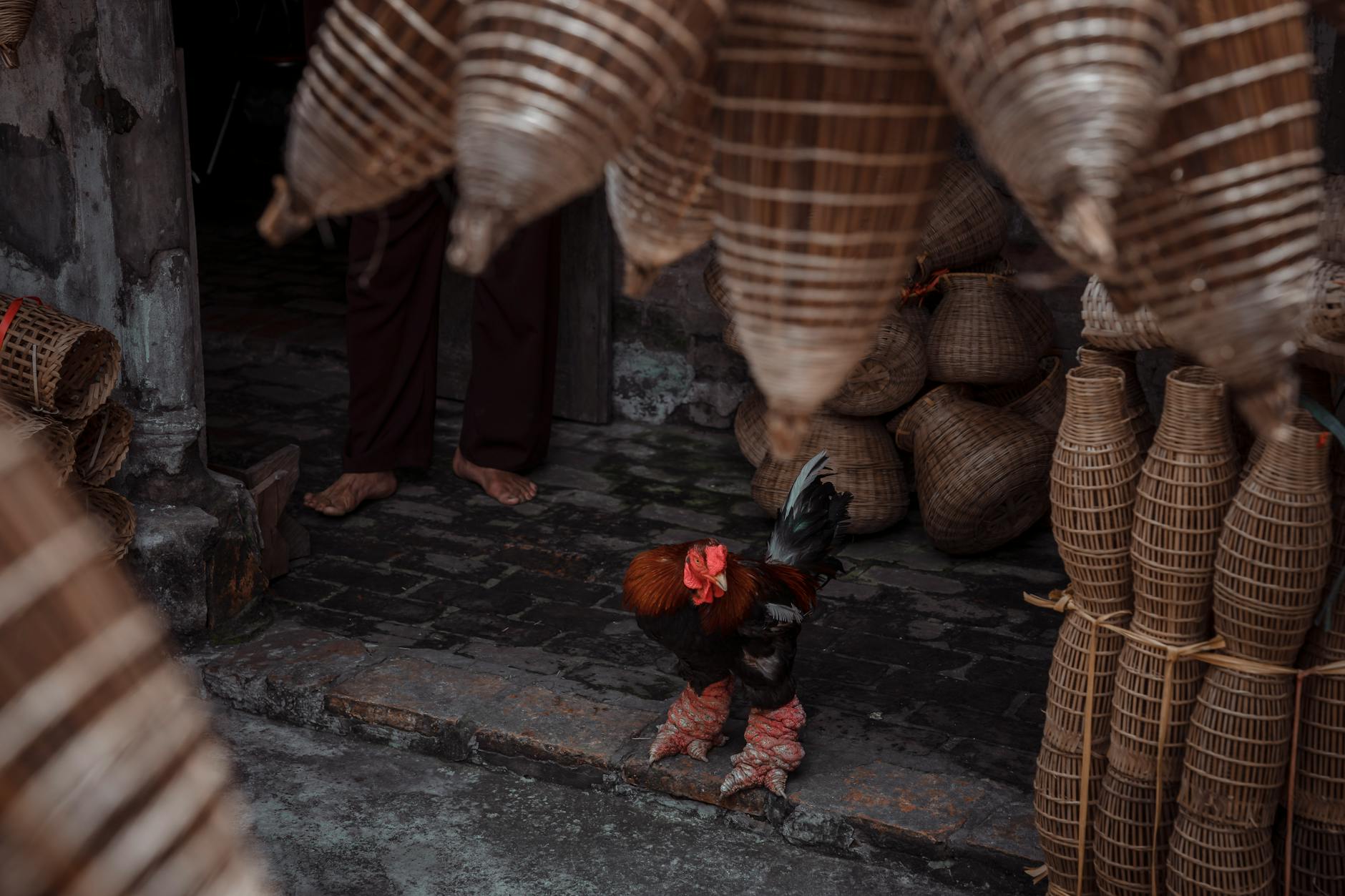 Cận cảnh chân và vảy chân của chiến kê